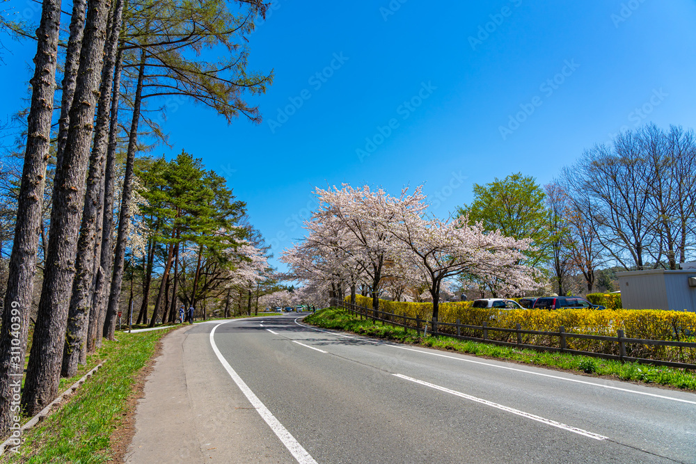 Koiwai Farm in springtime cherry beauty season ( April, May ) in sunny day morning. Rural road scene with beautiful full bloom sakura flowers in Town Shizukuishi, Iwate Prefecture, Japan