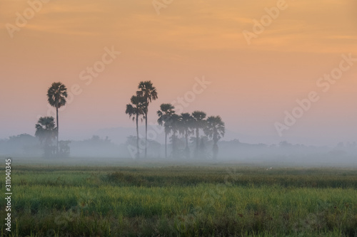 Morning mist floating over the fields. The soft orange sky is the background through tall trees.