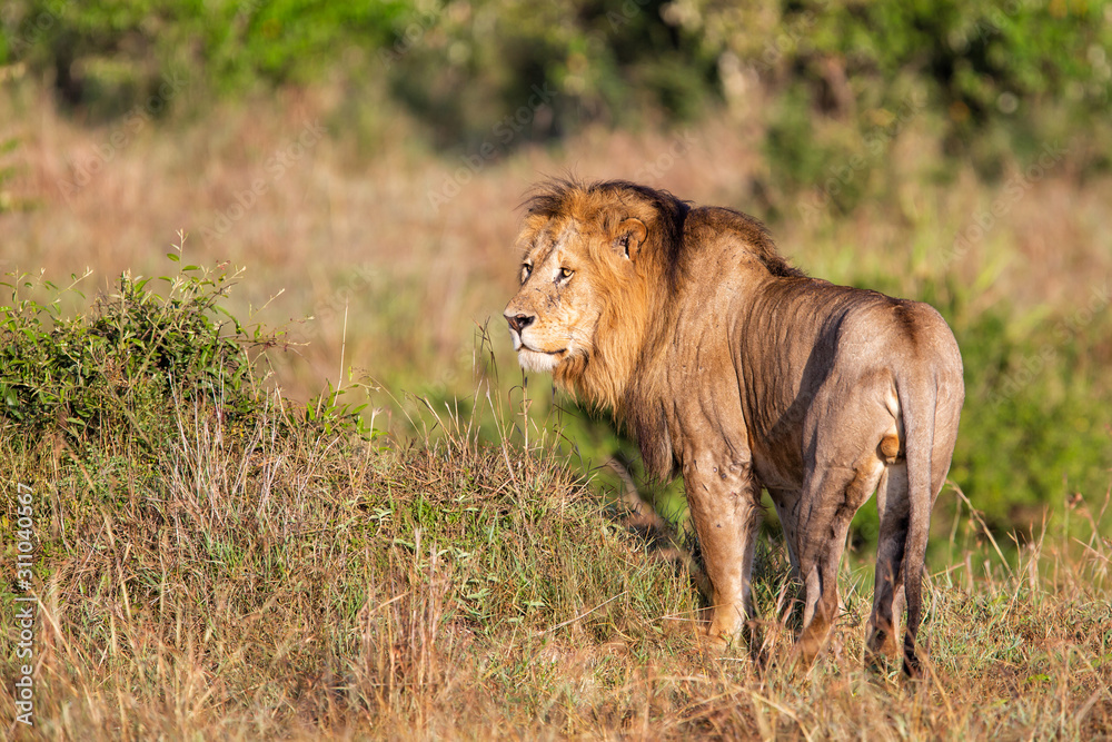 Lion - Dominant male on the savanna of the MasaiMara National Prk in Kenya Lion - Dominant male on the savanna of the MasaiMara National Prk in Kenya