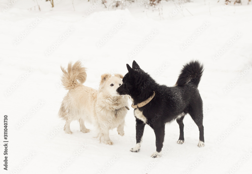 Naklejka premium Two dogs, white and black, sniff each other on a walk.