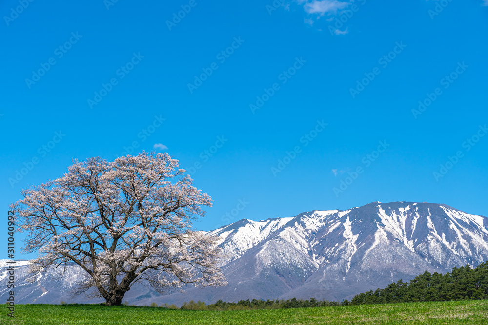 Lonesome Cherry Blossom in springtime sunny day morning and clear blue sky. One lonely pink tree standing on green grassland with snow capped mountains range in background, beauty rural natural scene Lonesome Cherry Blossom in springtime sunny day morning and clear blue sky. One lonely pink tree standing on green grassland with snow capped mountains range in background, beauty rural natural scene