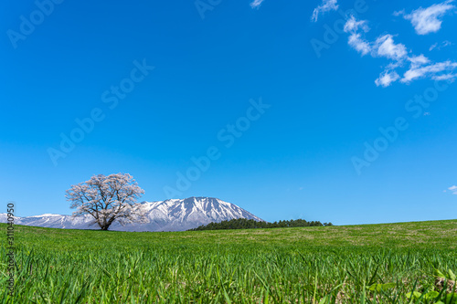 Lonesome Cherry Blossom in springtime sunny day morning and clear blue sky. One lonely pink tree standing on green grassland with snow capped mountains range in background, beauty rural natural scene photo