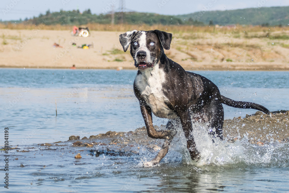 Funny photo of Catahoula Leopard Dog who is jumping into the