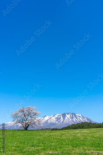 Lonesome Cherry Blossom in springtime sunny day morning and clear blue sky. One lonely pink tree standing on green grassland with snow capped mountains range in background, beauty rural natural scene photo