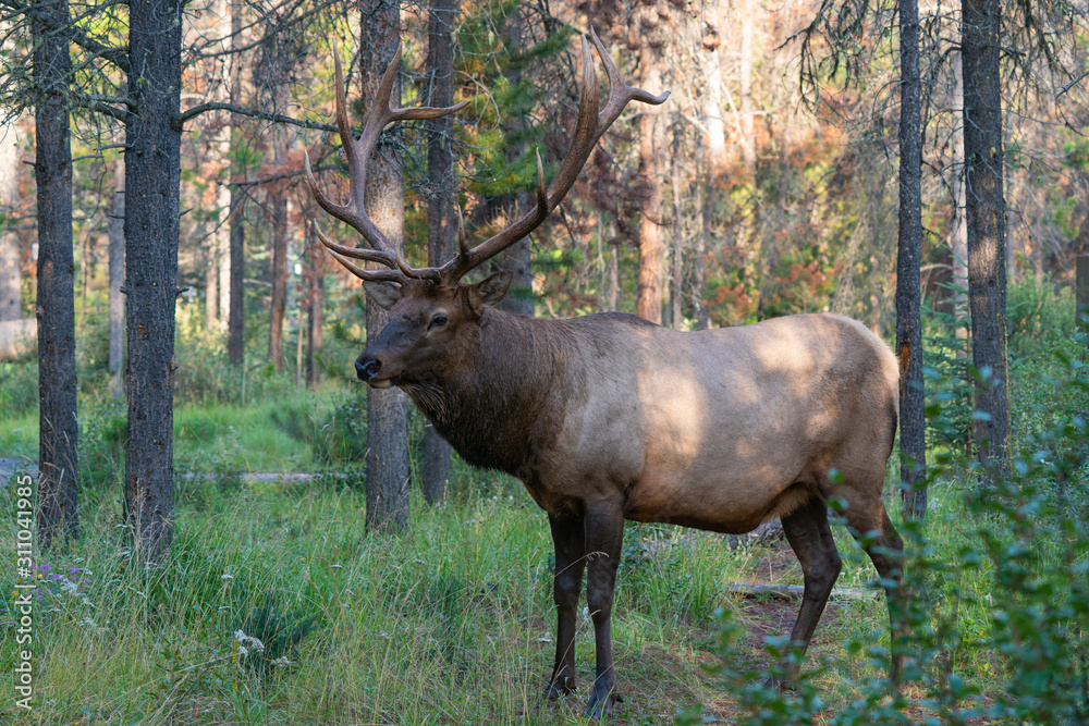 American elk, Cervus canadensis American elk, Cervus canadensis