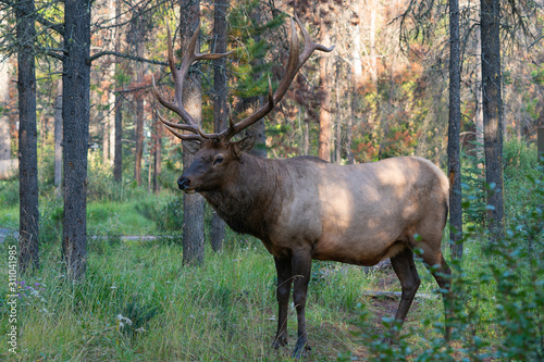 American elk  Cervus canadensis