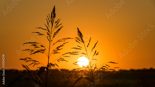 Beautiful Sunset over the field. Sun disk and Grass silhouette. Summer evening in Blagoveshenskaya. Anapa  Russia.