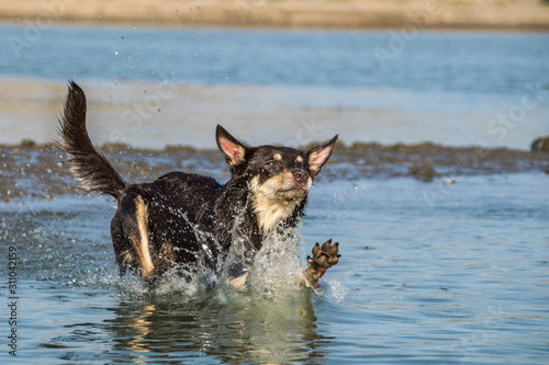 brown kelpie is jumping into the water. Photo from my first Photoworkshop in Lipence Prague It was amazing experience. I love dogs on that.