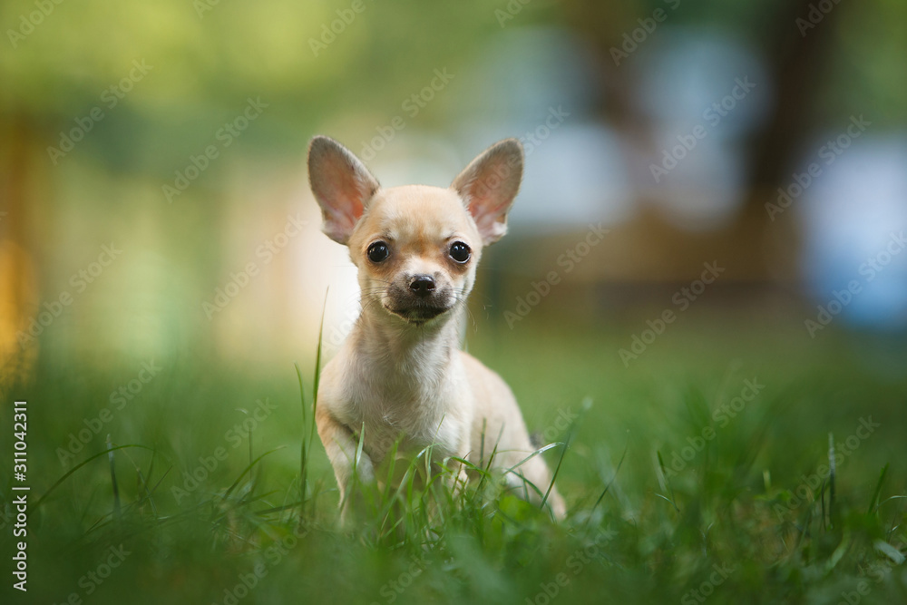 Chihuahua puppy sits among green grass