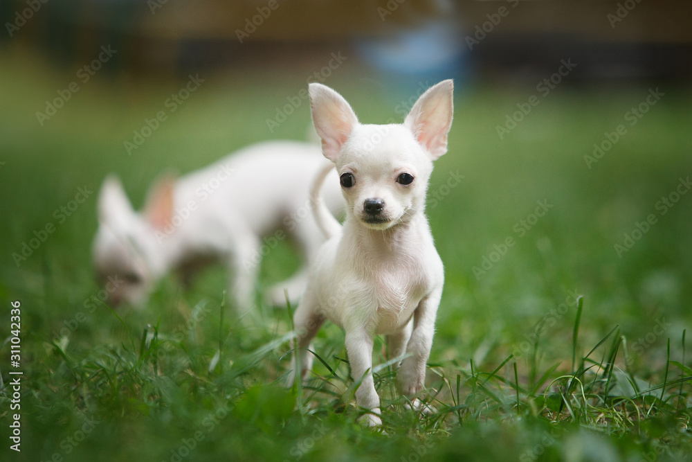 Chihuahua puppy stands on green grass
