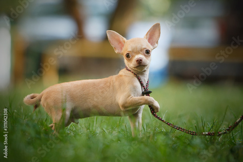 Chihuahua puppy stands on a leash on the grass © katamount