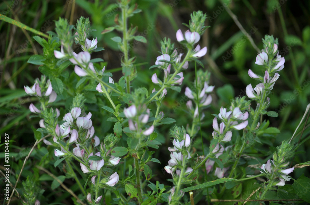 In nature, Ononis arvensis blooms in the meadow In nature, Ononis arvensis blooms in the meadow