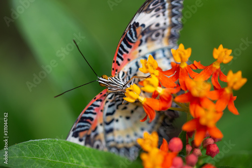 Butterfly 3 © Todd Douglass Jr.