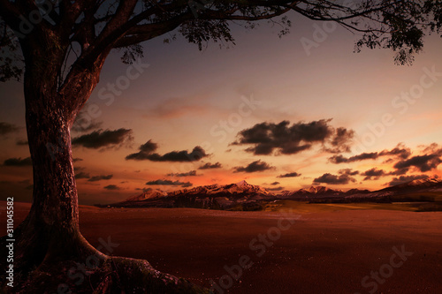 Sunset landscape and with silhouettes of tree,photo manipulation.