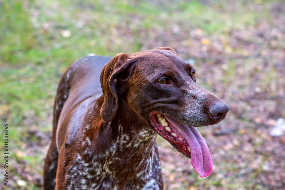 Kurzhaar hunting dog in the forest plays with a stick.