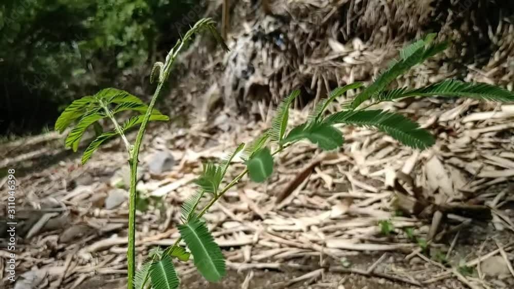 pemandangan tanaman putri malu ketiup angin, slow mosion pemandangan tanaman putri malu ketiup angin, slow mosion