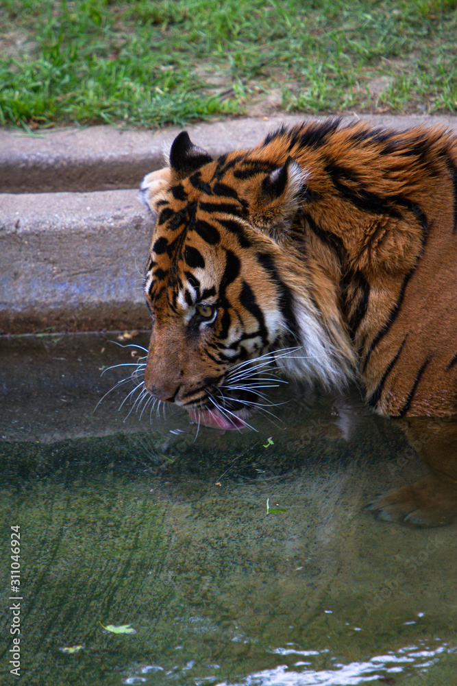 Fototapeta premium Washington DC Zoo Animal