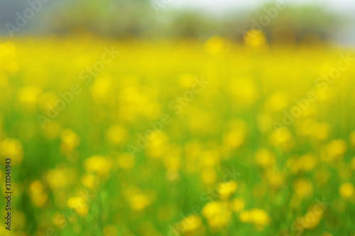 Mustard plant with blur background. © Shuva