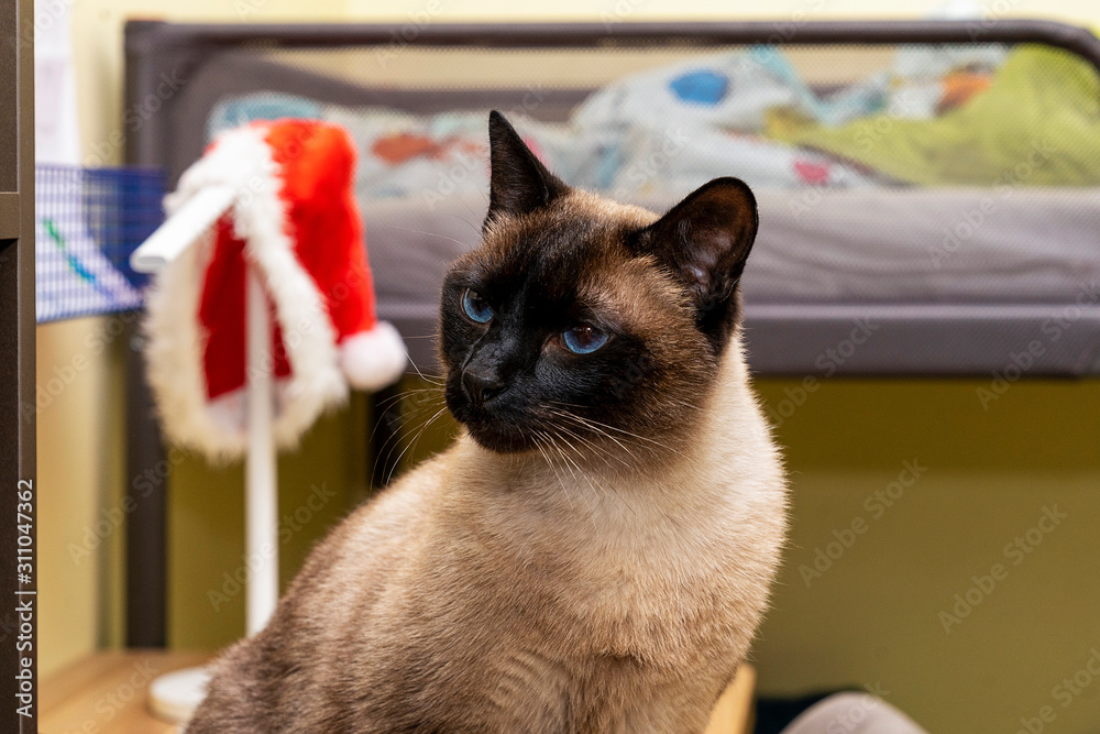 Obraz Siamese cat sits on a table in a children's room.