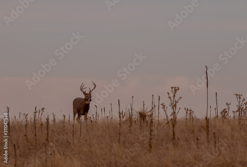 Whitetail Deer Buck in Colorado During the Fall Rut