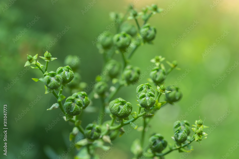 green plant with cross pattern green plant with cross pattern