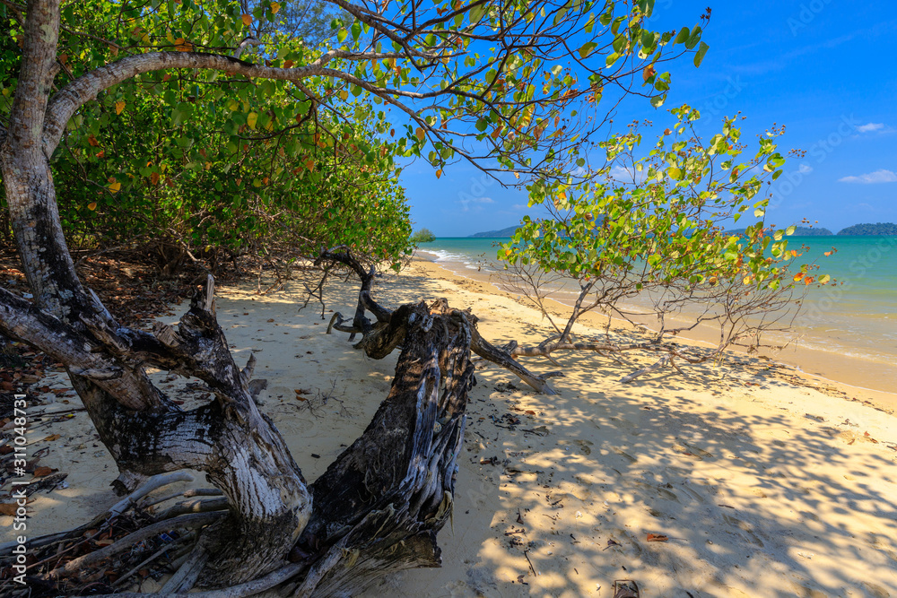 Fallen tree on tropical beach