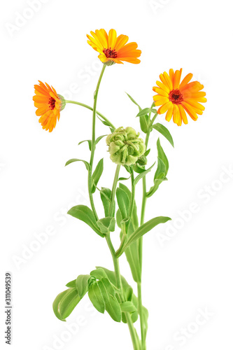 bouquet of orange Calendula flowers Isolated on white background .