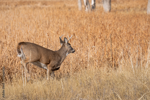 Fototapeta Naklejka Na Ścianę i Meble -  Whitetail Deer Buck in Colorado During the Fall Rut