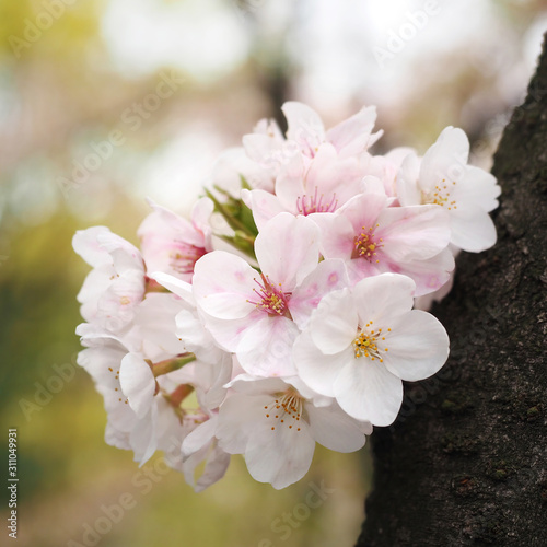 sakura closeup