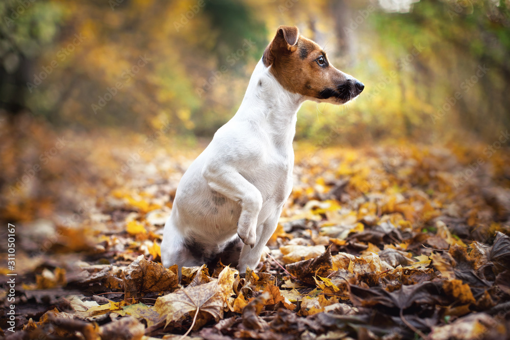 Small Jack Russell terrier dog sitting on brown leaves, front leg up, looking attentively to side, nice blurred bokeh autumn background