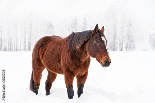 Dark brown horse walks on snow covered meadow, blurred trees in background