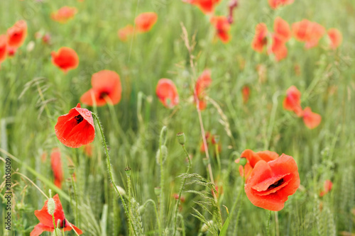 Bright red wild poppies growing in green wheat field, bloom heads wet from rain
