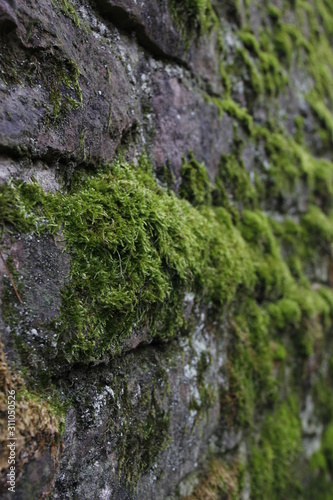 moss on rock