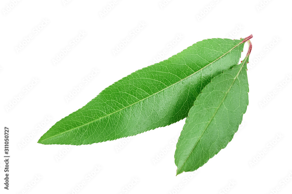 Obraz premium Peach leaf isolated on white background closeup