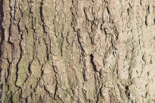 Nature tree Structur