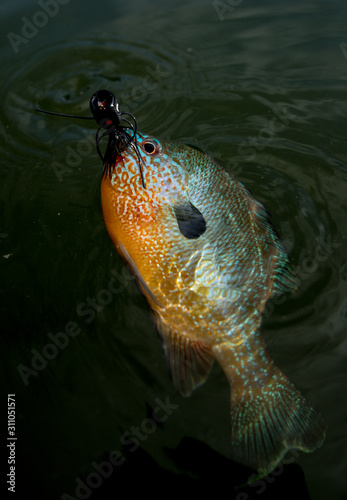 Long eared sunfish on a popper photo