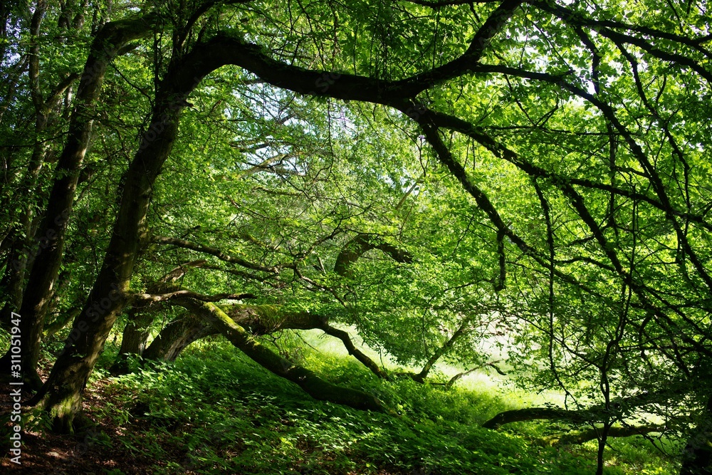 Wald Wald