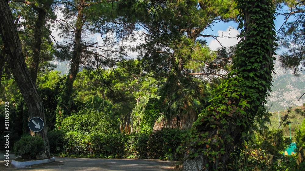 park, trees and road with mountains and blue sky in the background park, trees and road with mountains and blue sky in the background