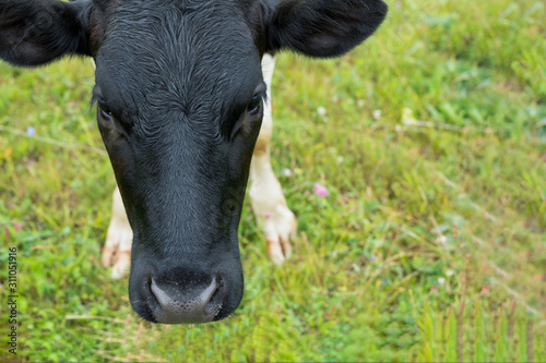 Portrait of a black cow breed close-up. Cut image.