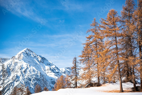 alberi sempreverdi in mezzo alla neve photo