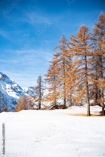 alberi sempreverdi in mezzo alla neve photo