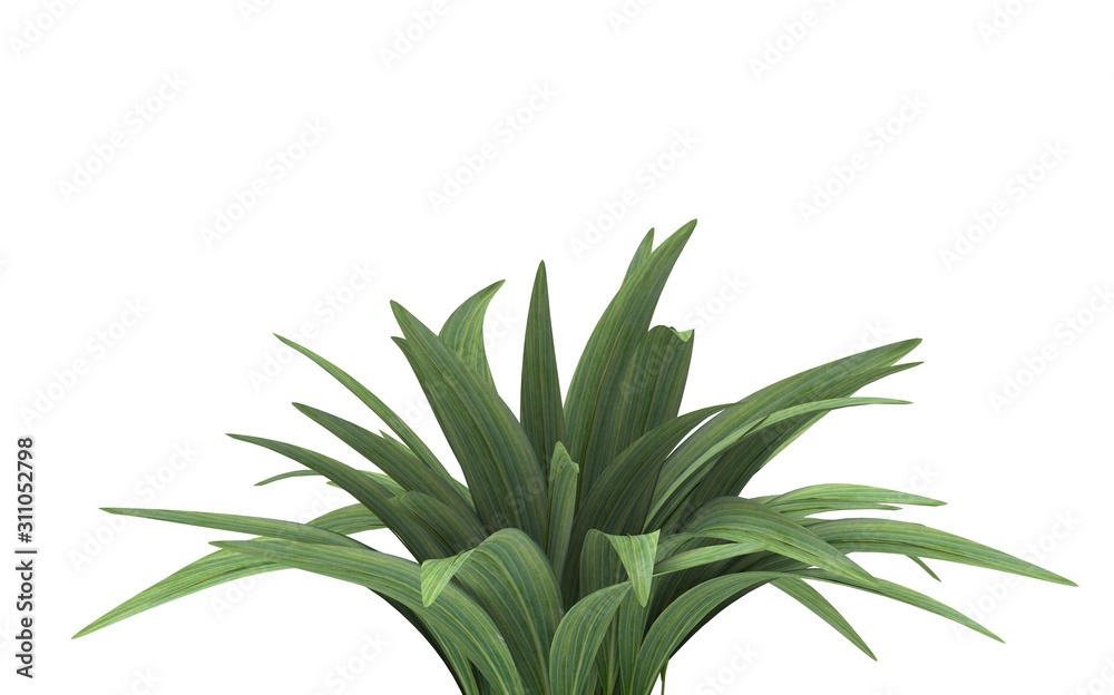 Fototapeta premium Plant Isolated on White, 3D Rendering