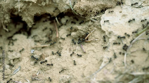 Insects of Greece. Close-up shot of a group of black ants carrying the fruits of plants into an anthill. 4K photo