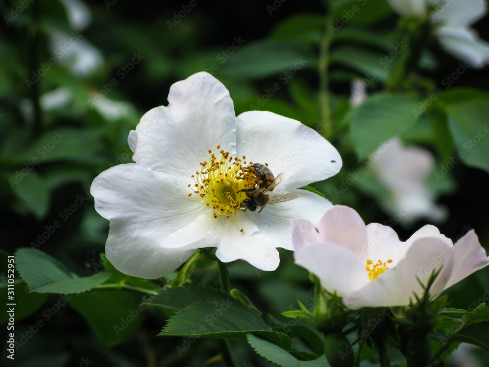 close-up of a white blooming cherry flower with a bee sitting on it