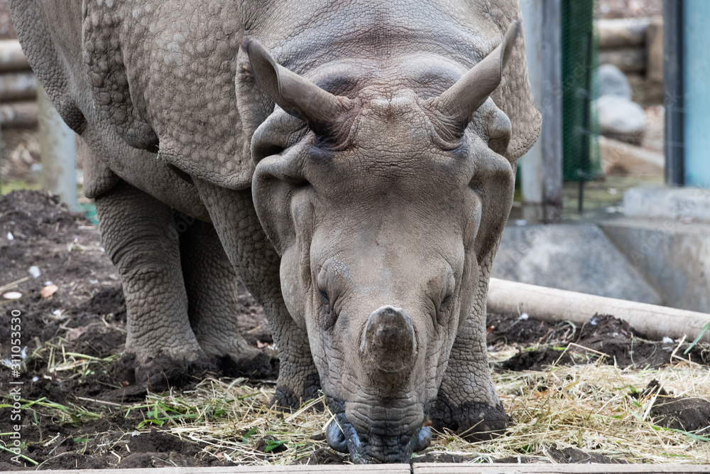 Obraz premium サイ