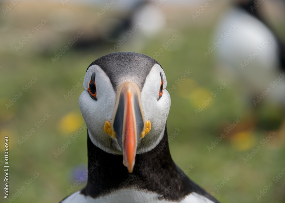 Naklejka premium Puffins Newfoundland Canada