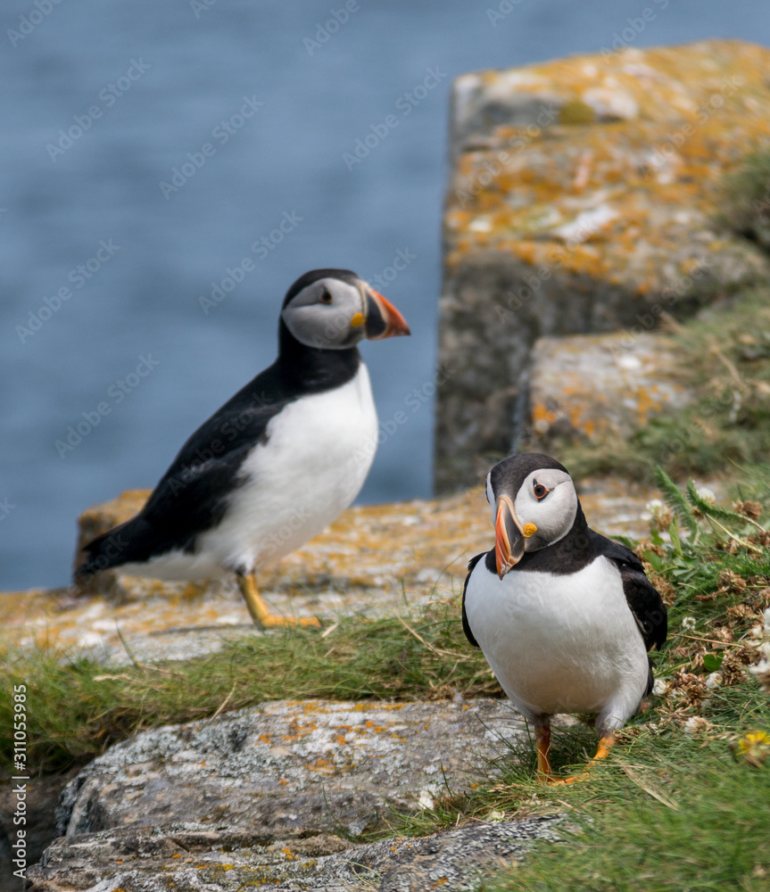 Fototapeta premium Puffins Newfoundland Canada