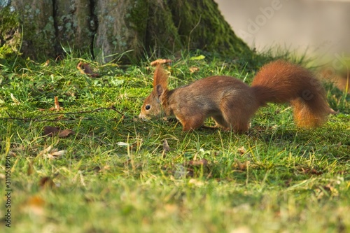 Ein Eurasisches Eichhörnchen versteckt im Herbst eine Nuss in der Wiese, sciurus vulgaris