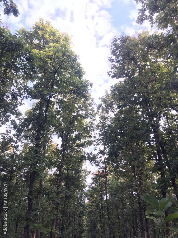 Obraz premium forest view.