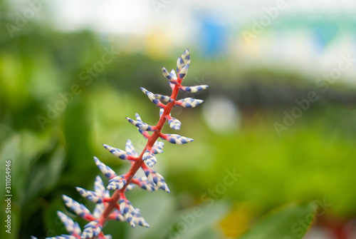 Aechmea inflorescence close-up on a blurred background © Evgeny